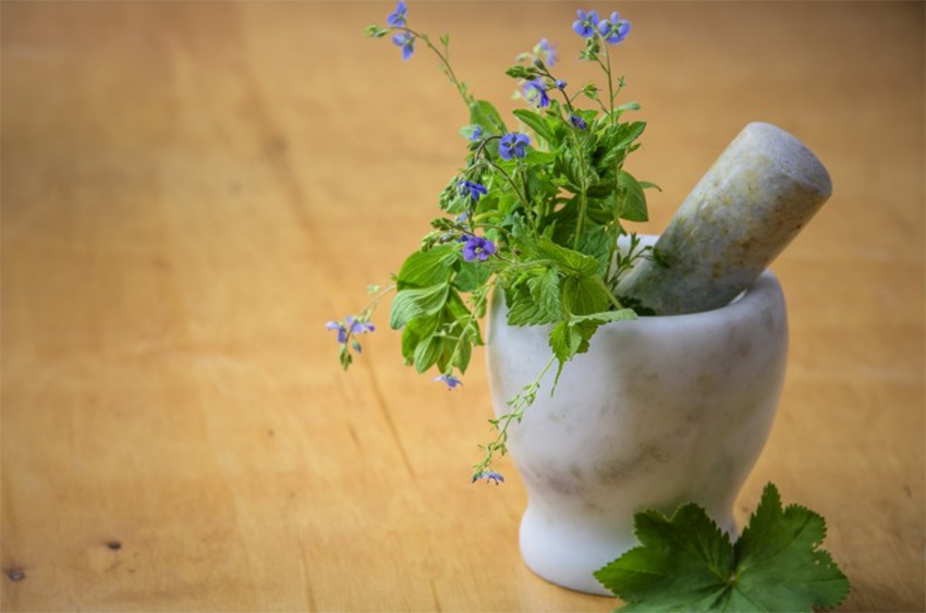 Le retour des plantes médicinales