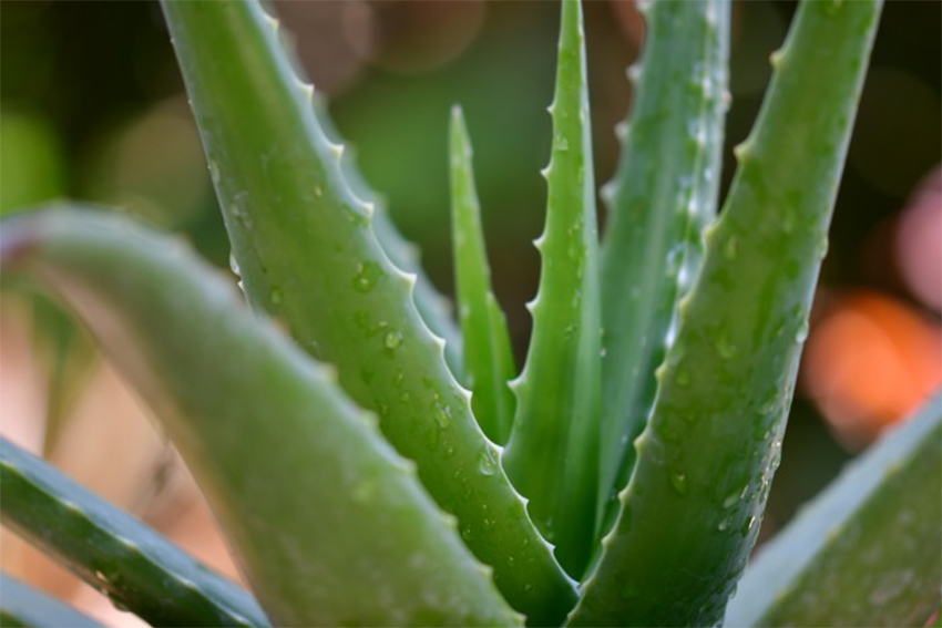 Medicinal plants, an aid to not be overlooked